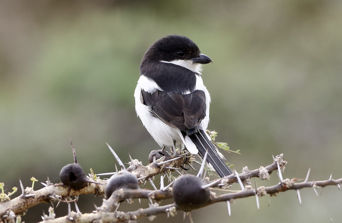 Northern Fiscal - ML641913134