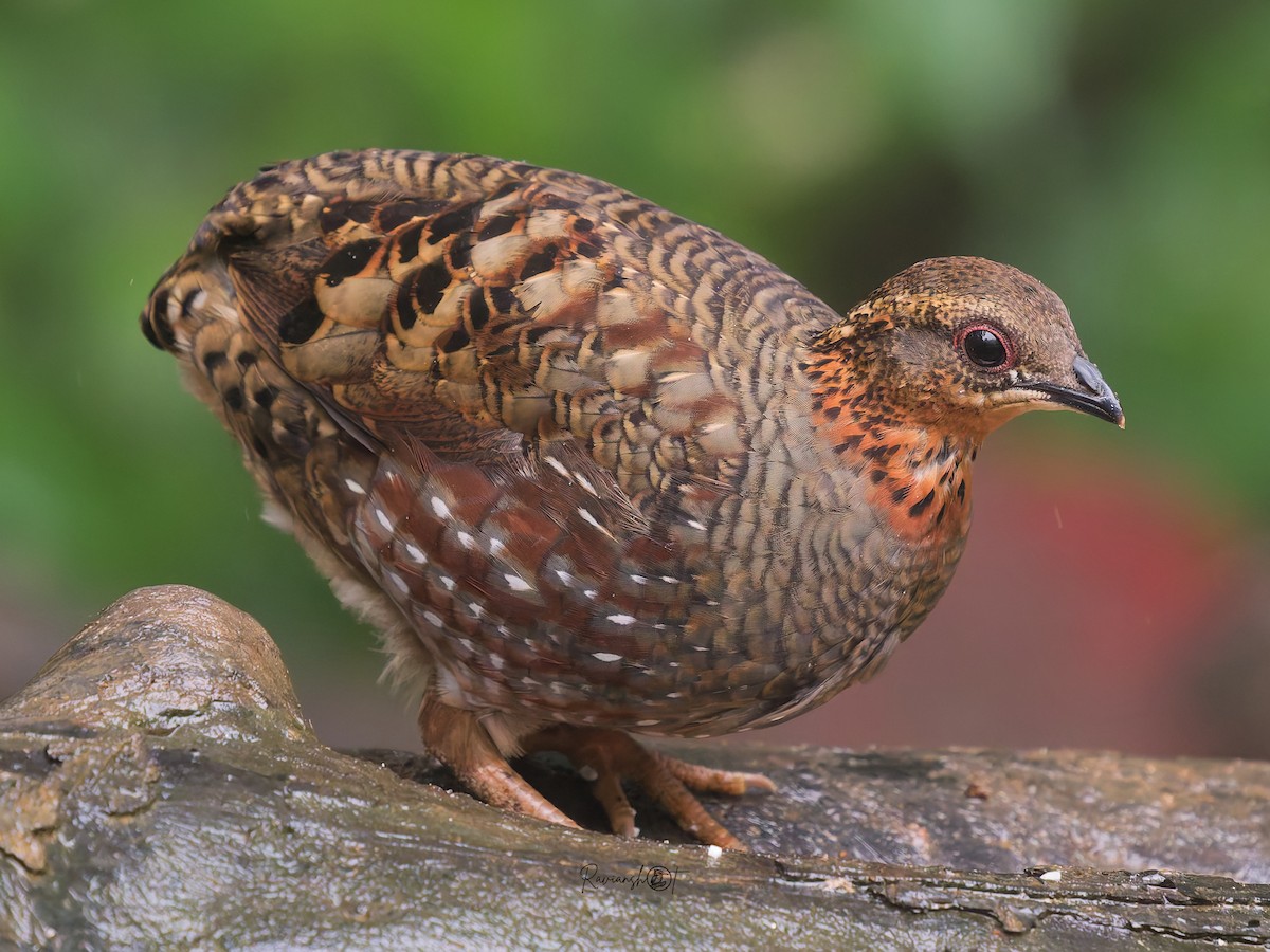 Hill Partridge - ML641913135