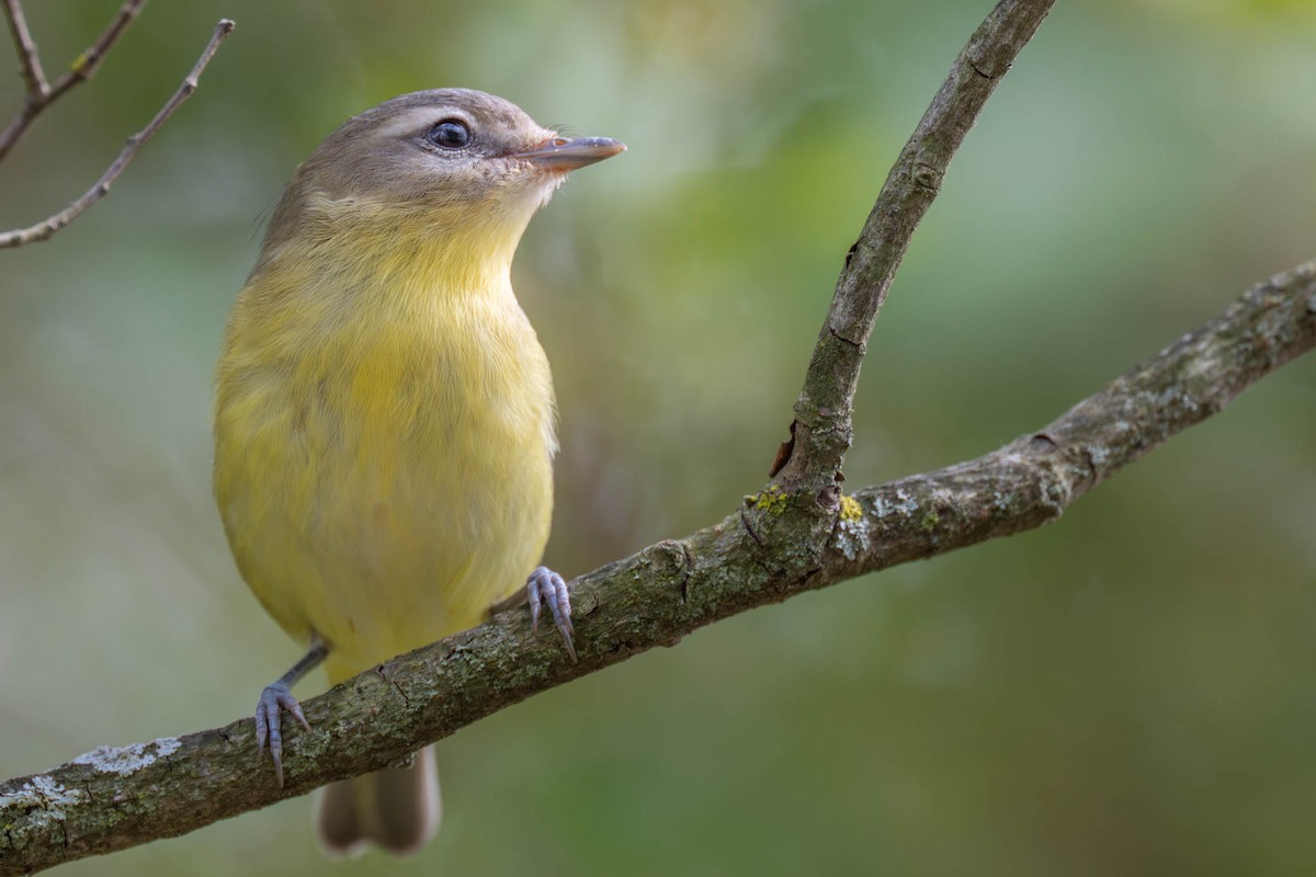 Philadelphia Vireo - ML641913136