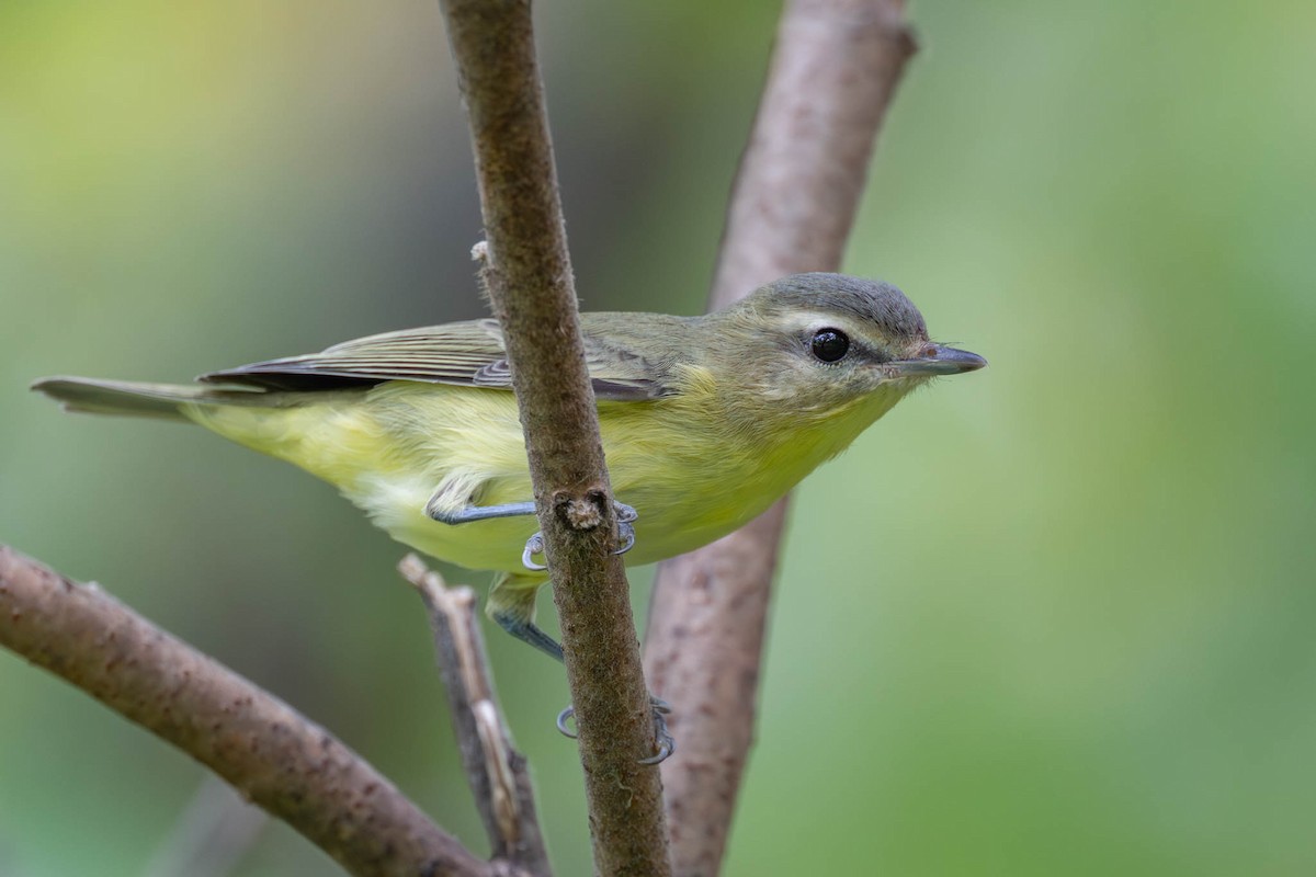 Philadelphia Vireo - ML641913137