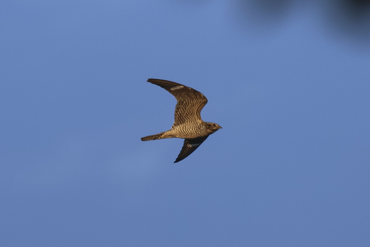Common Nighthawk - ML641913138
