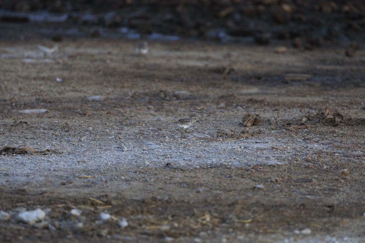 Least Sandpiper - ML641913141