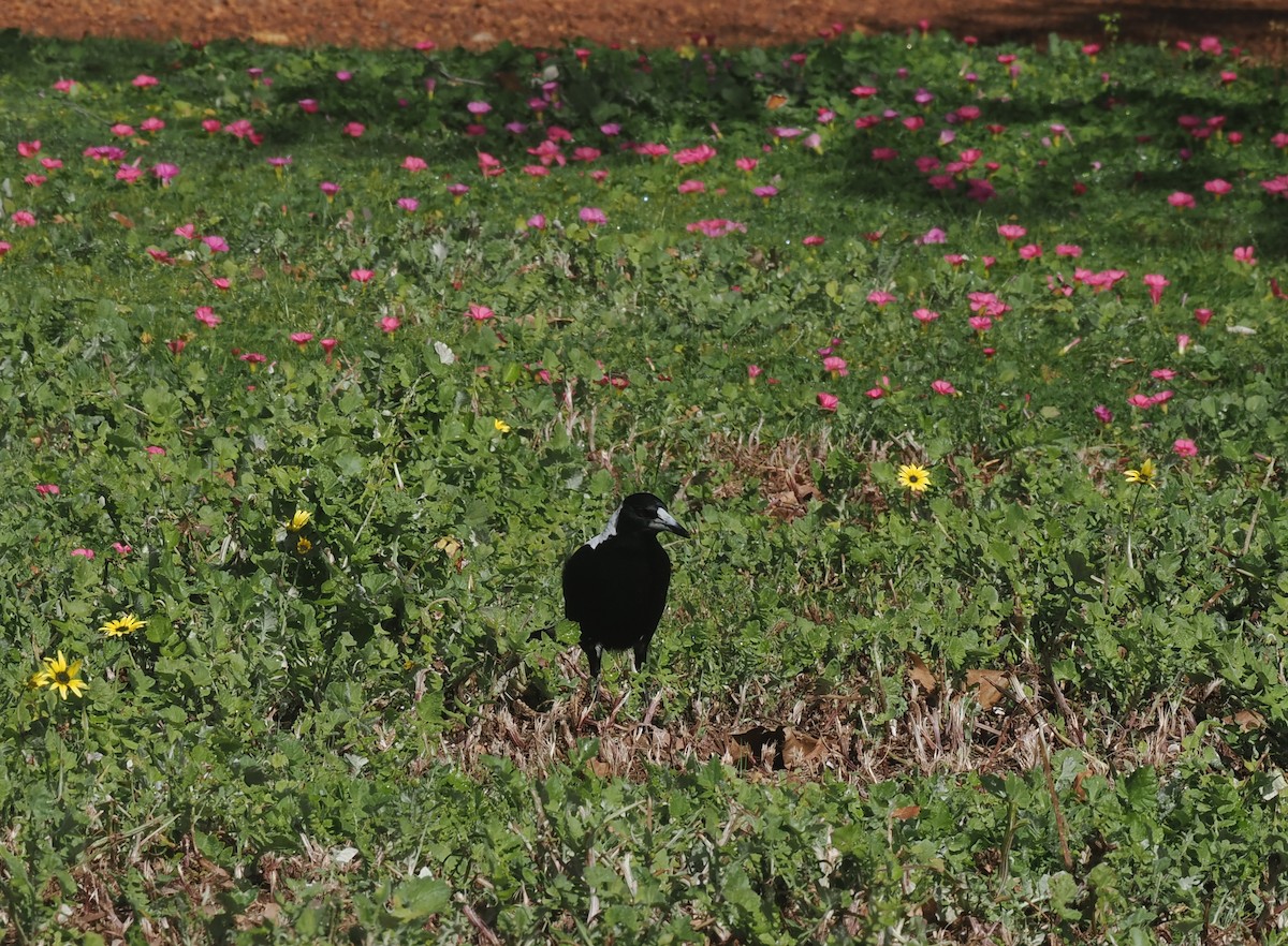 Australian Magpie - ML641913142