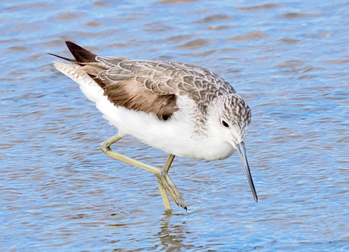 Common Greenshank - ML641913144