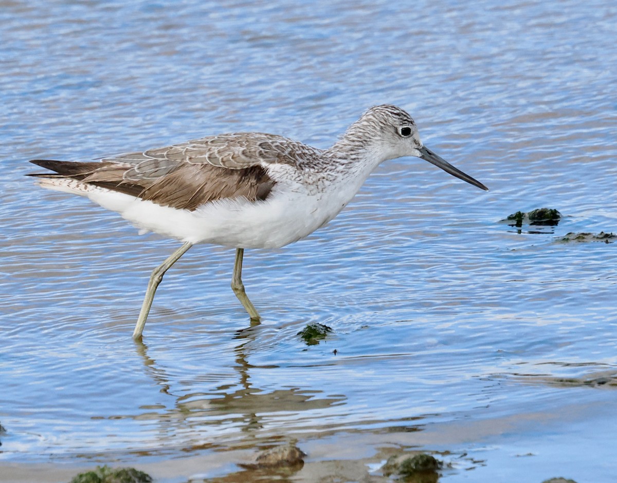Common Greenshank - ML641913145