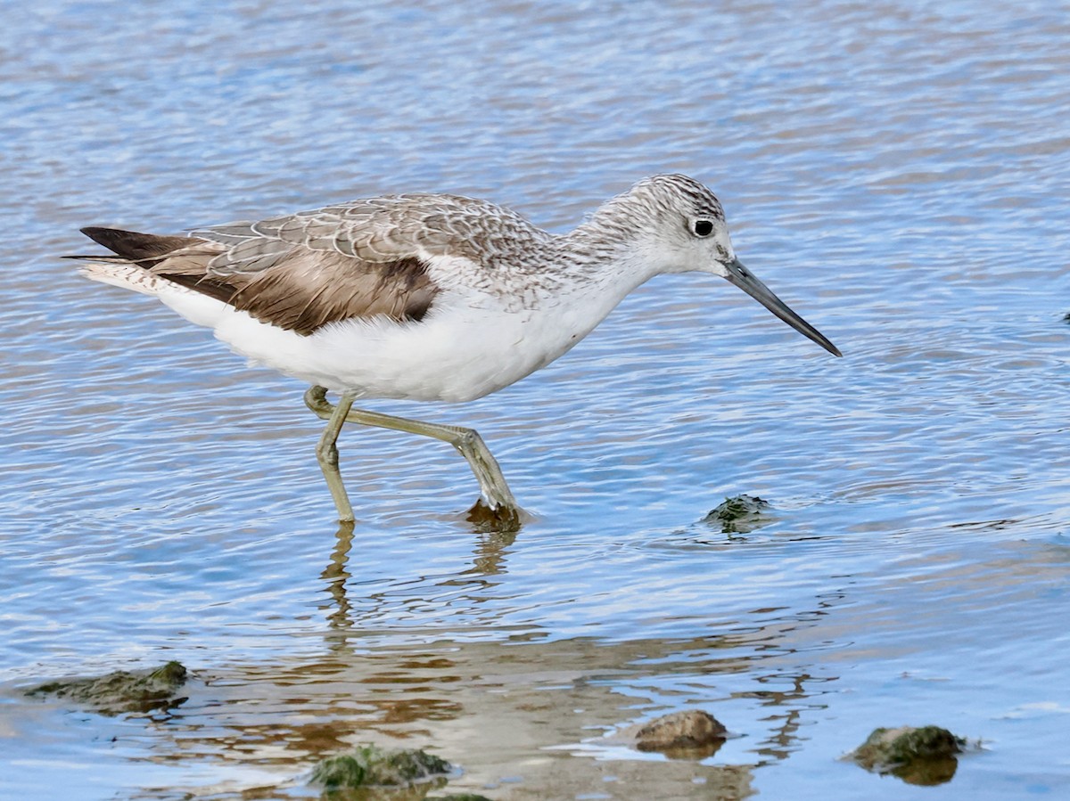 Common Greenshank - ML641913146