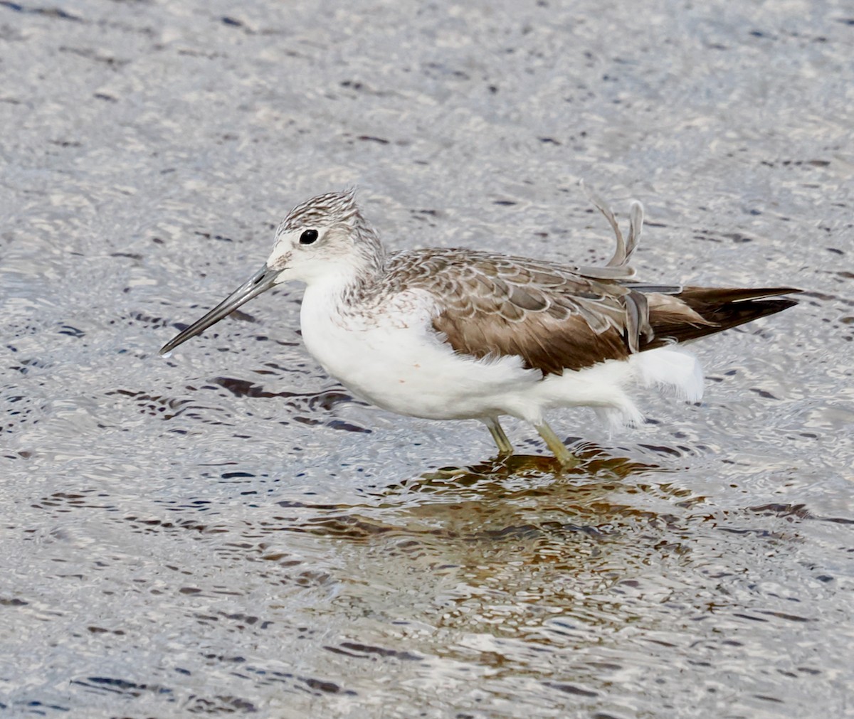 Common Greenshank - ML641913147