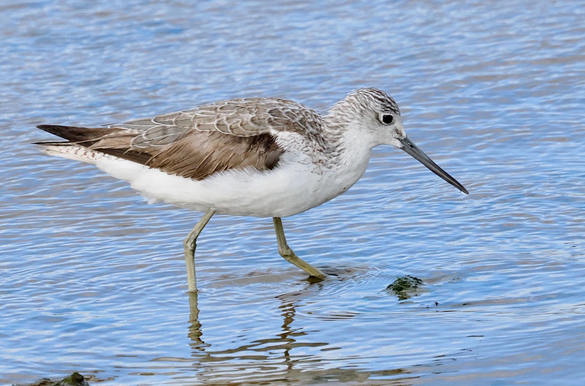 Common Greenshank - ML641913148