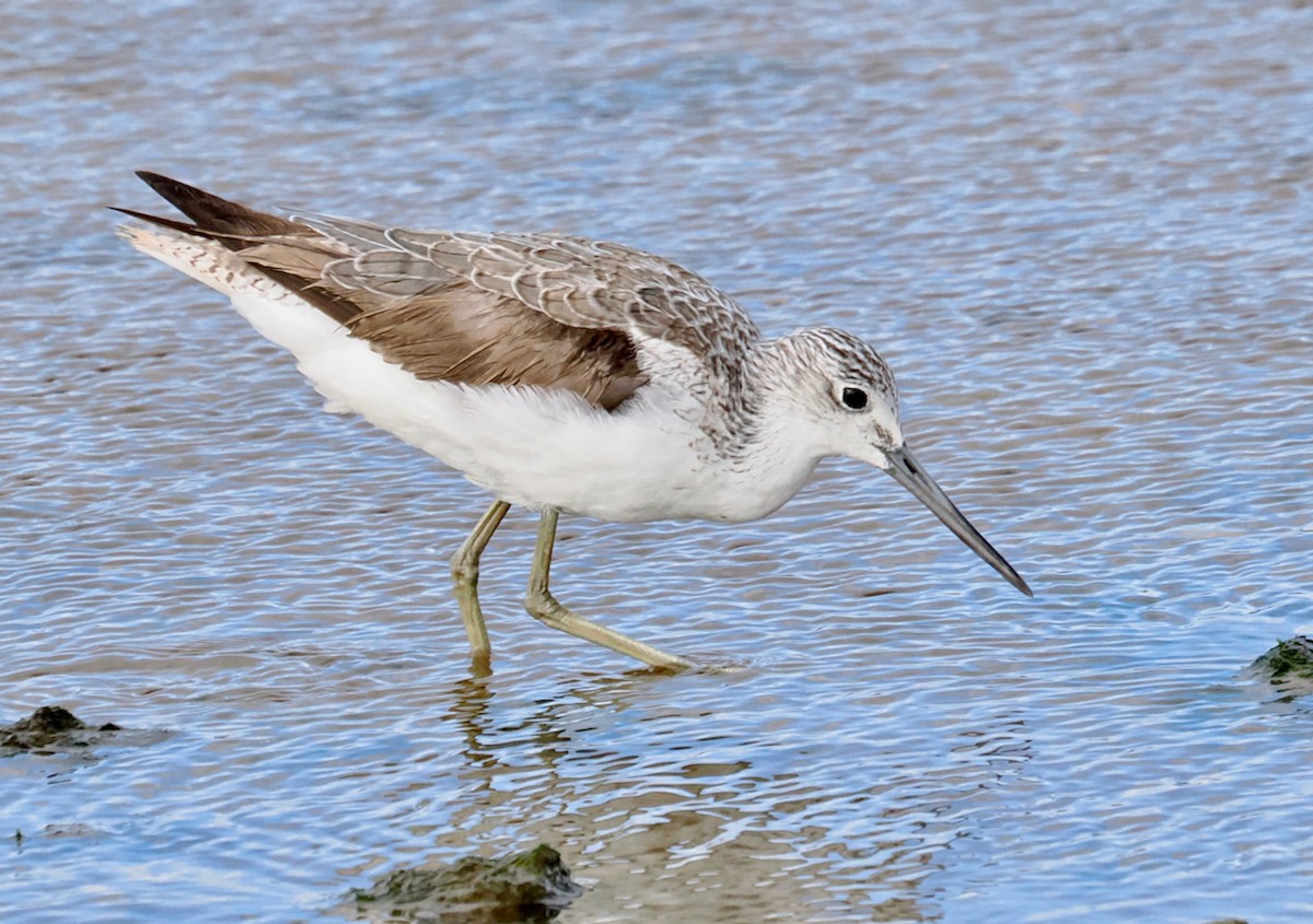 Common Greenshank - ML641913149