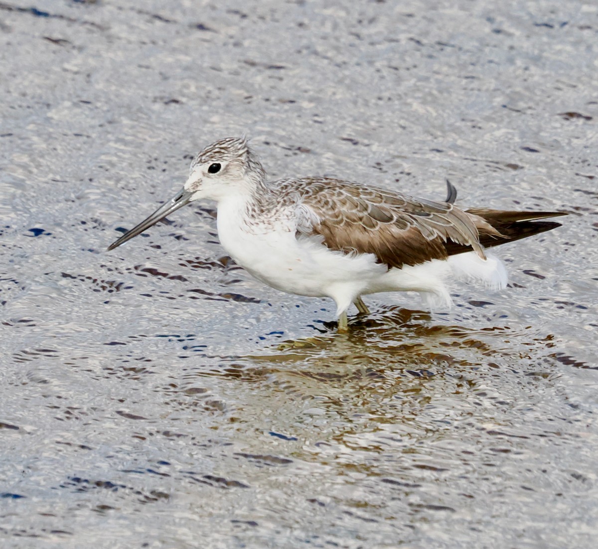 Common Greenshank - ML641913150