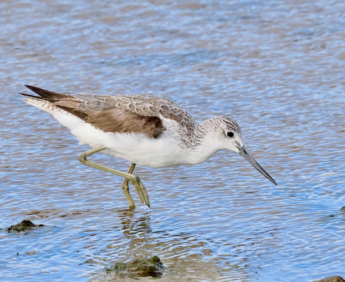 Common Greenshank - ML641913151