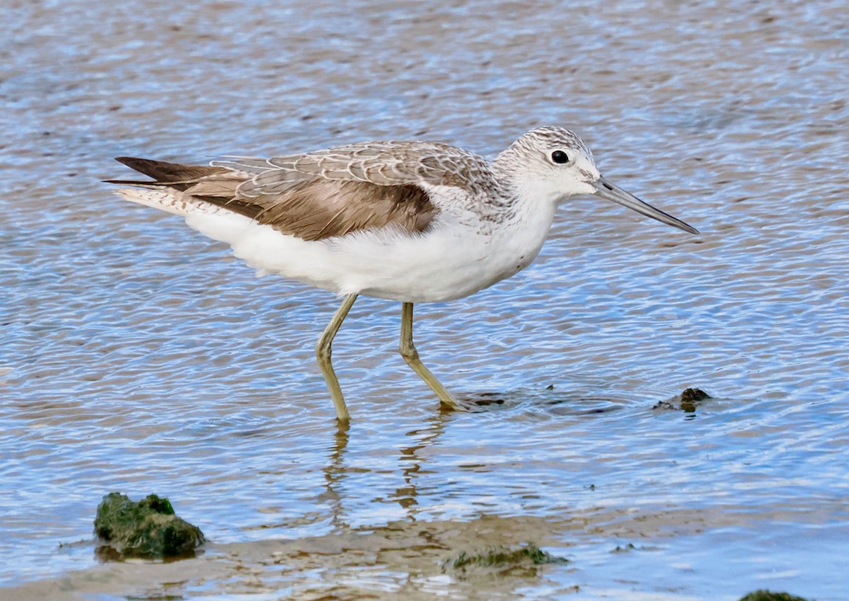 Common Greenshank - ML641913152