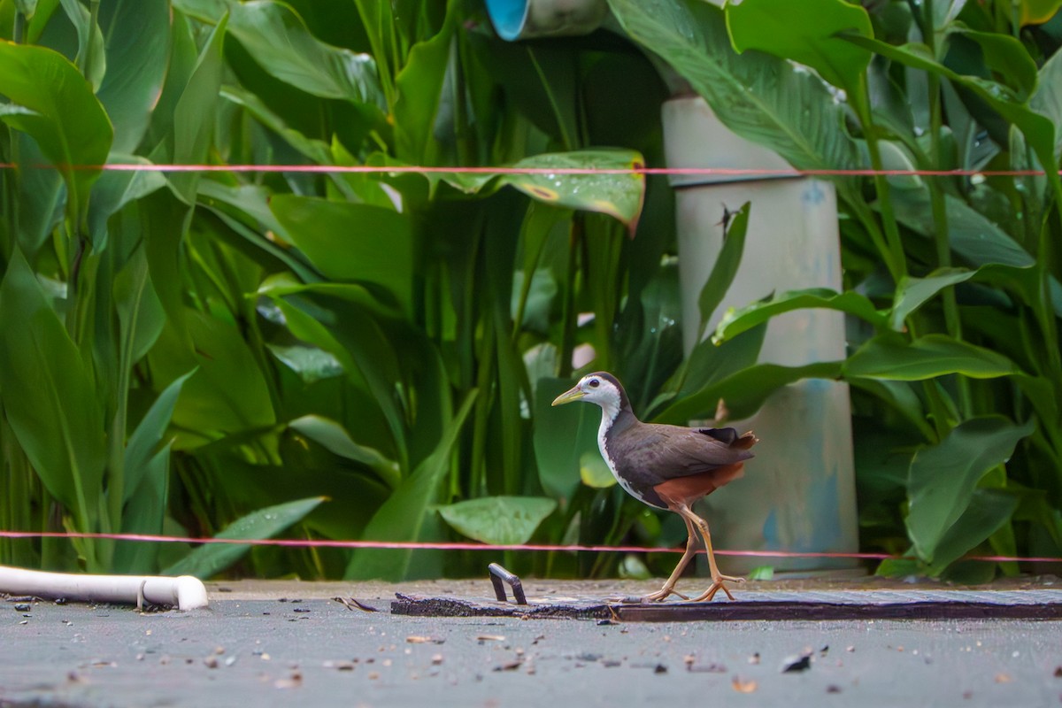 White-breasted Waterhen - ML641913154
