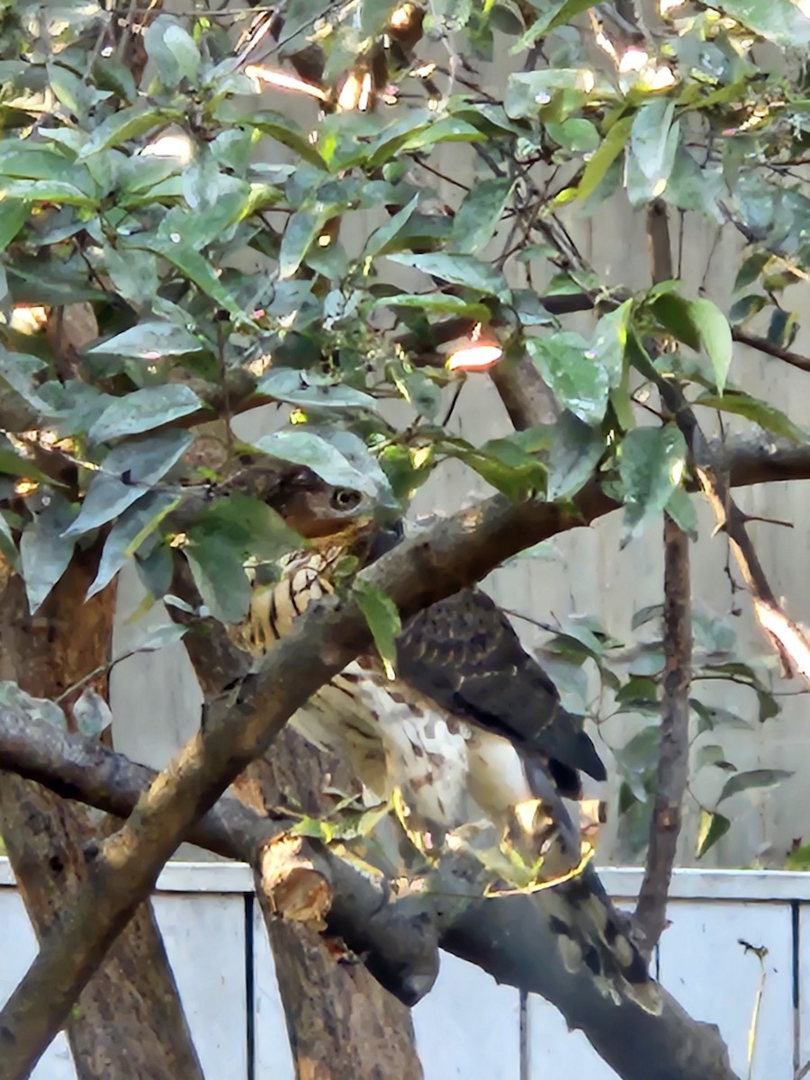Sharp-shinned Hawk - ML641913157