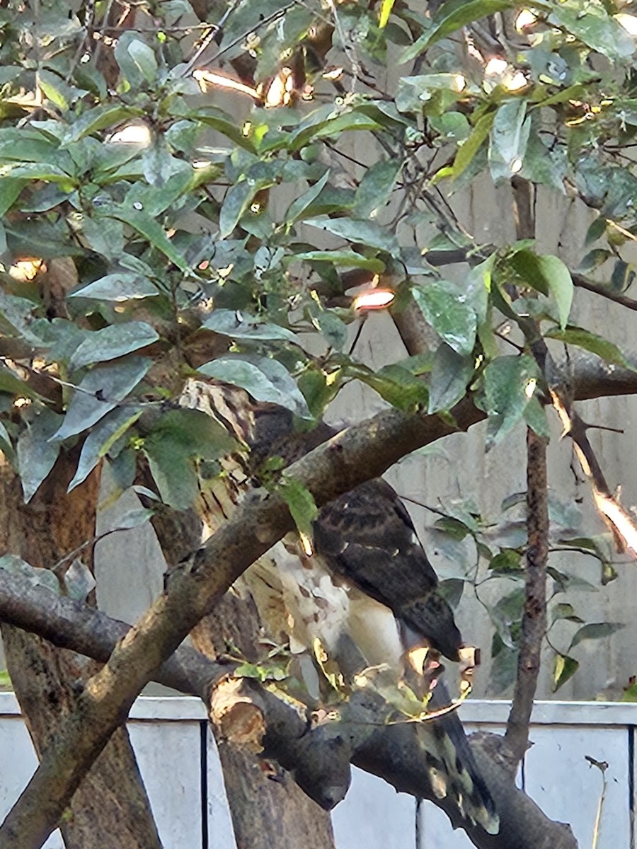 Sharp-shinned Hawk - ML641913158