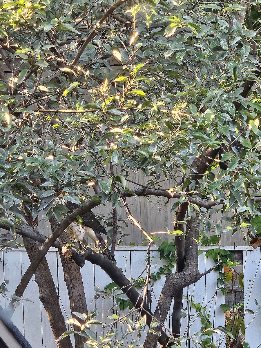 Sharp-shinned Hawk - ML641913159