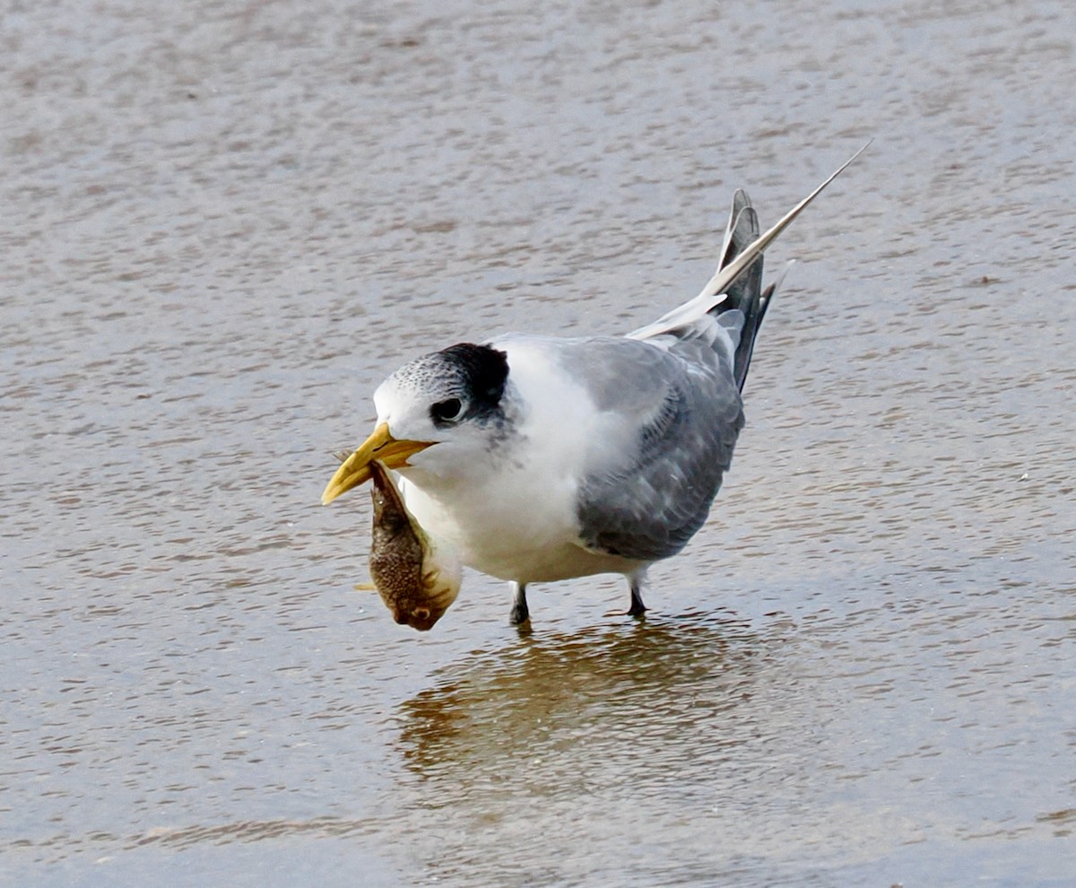 Great Crested Tern - ML641913160