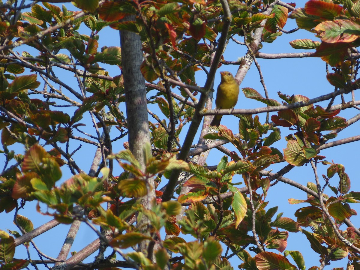 Western Tanager - ML641913161