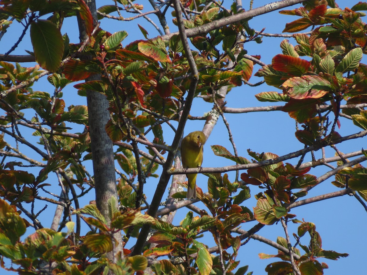 Western Tanager - ML641913163