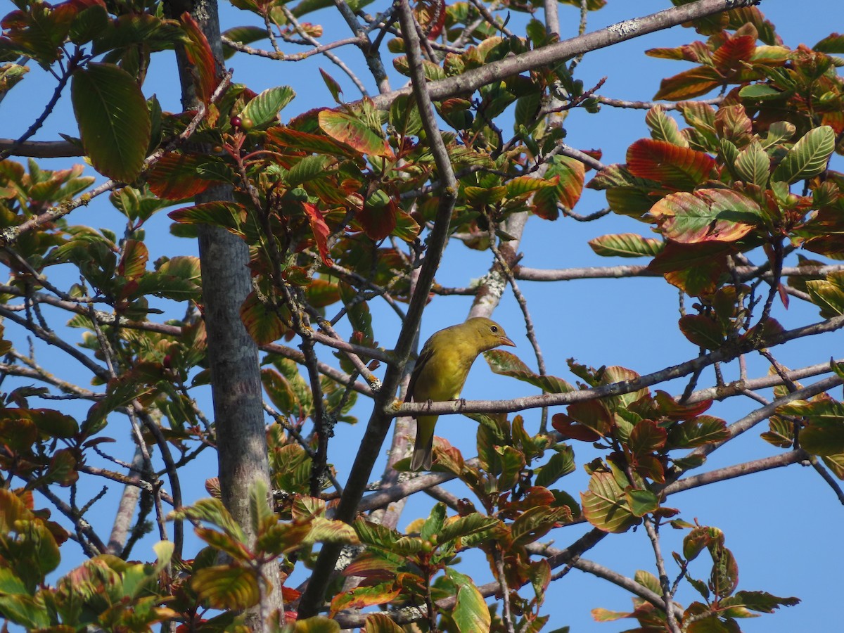Western Tanager - ML641913164