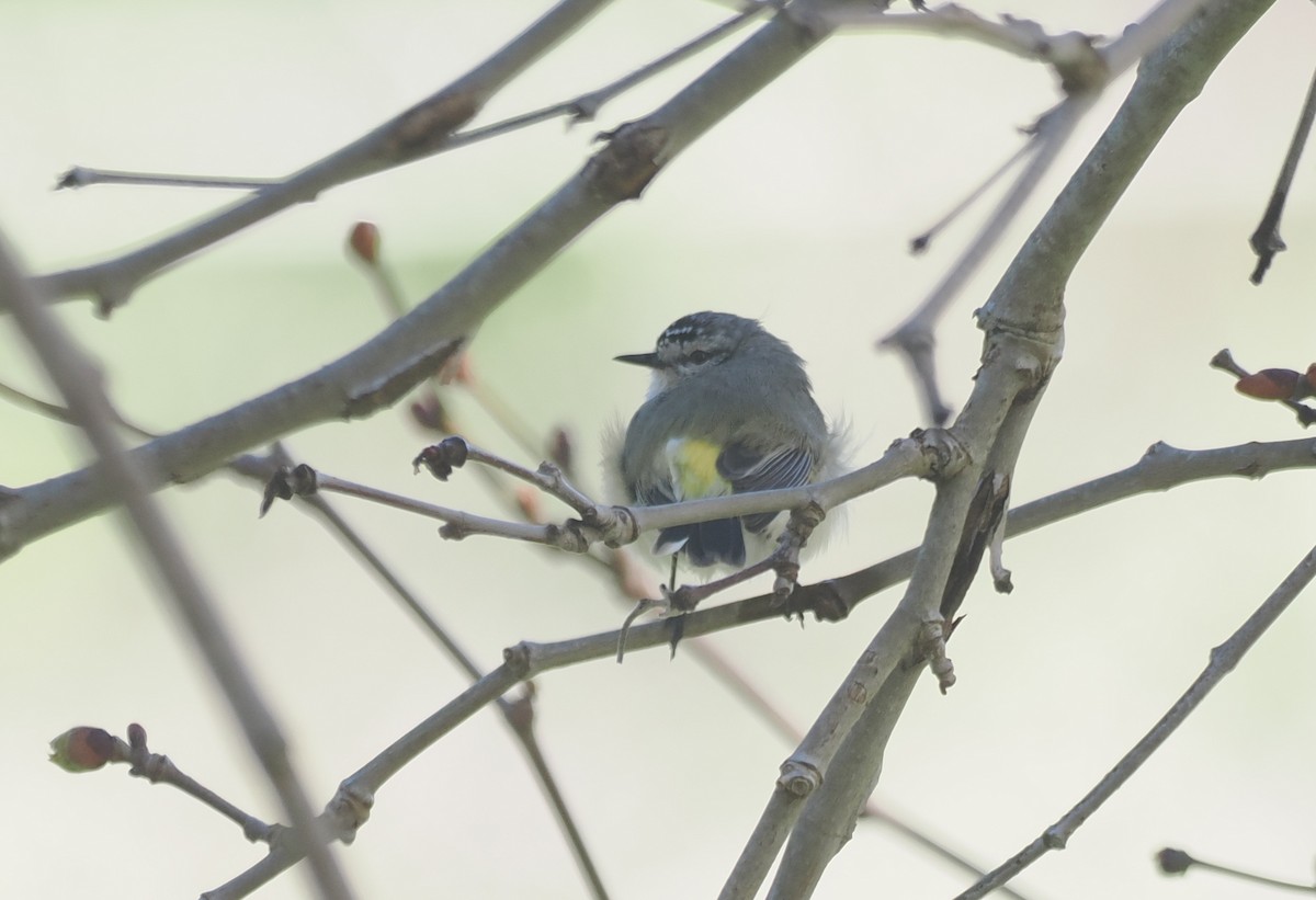 Yellow-rumped Thornbill - ML641913165