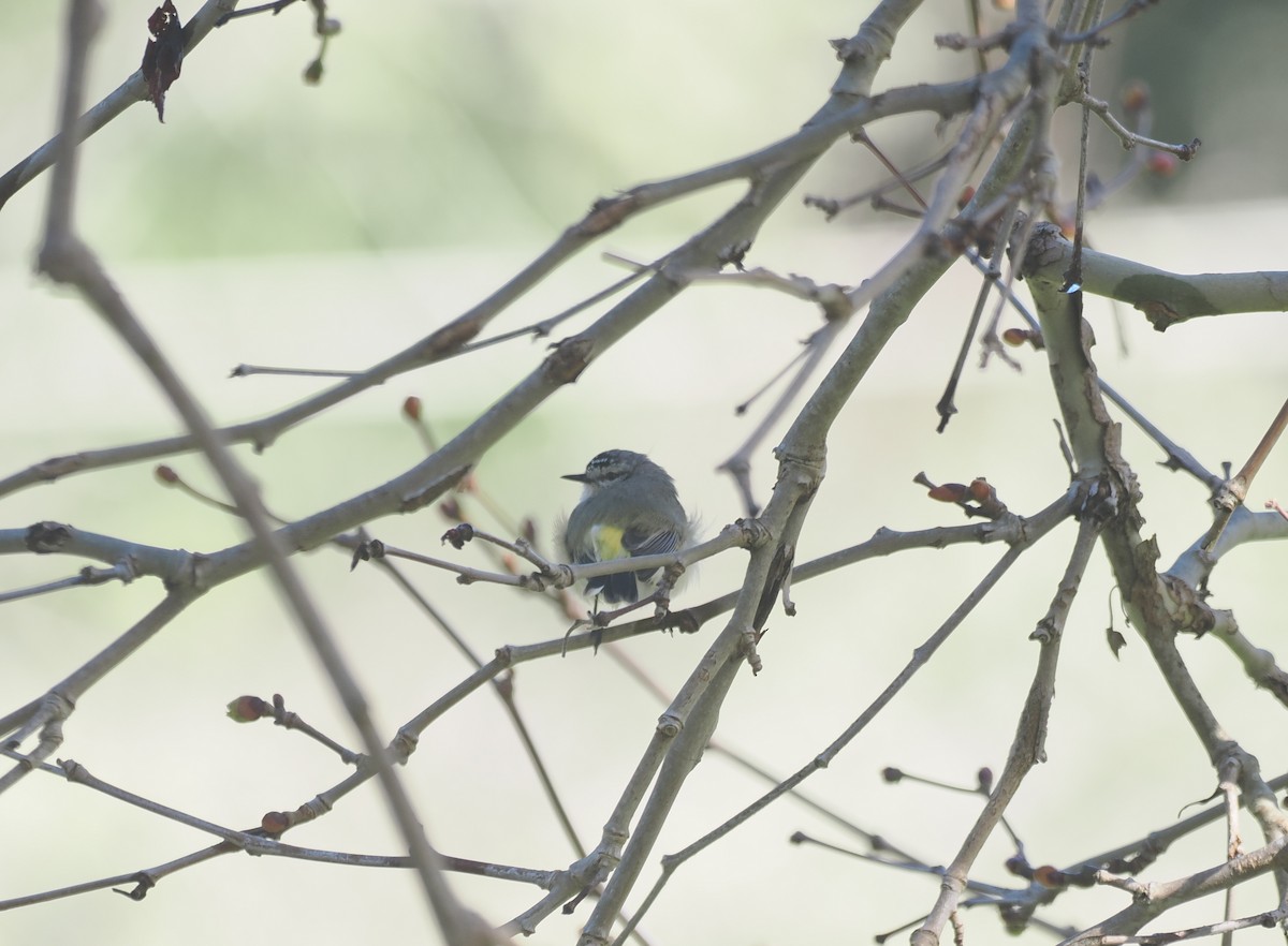 Yellow-rumped Thornbill - ML641913166