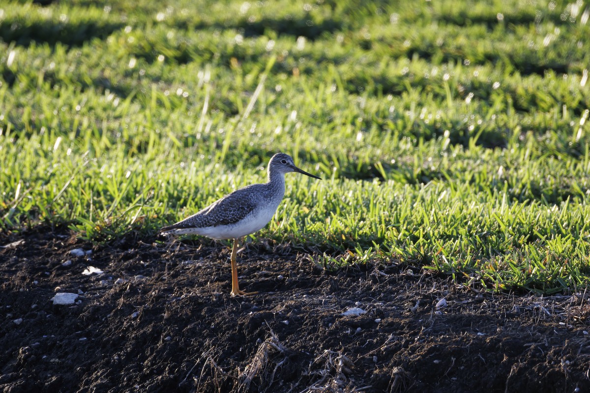Greater Yellowlegs - ML641913177