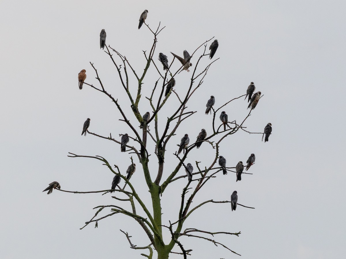 Red-footed Falcon - ML641913178