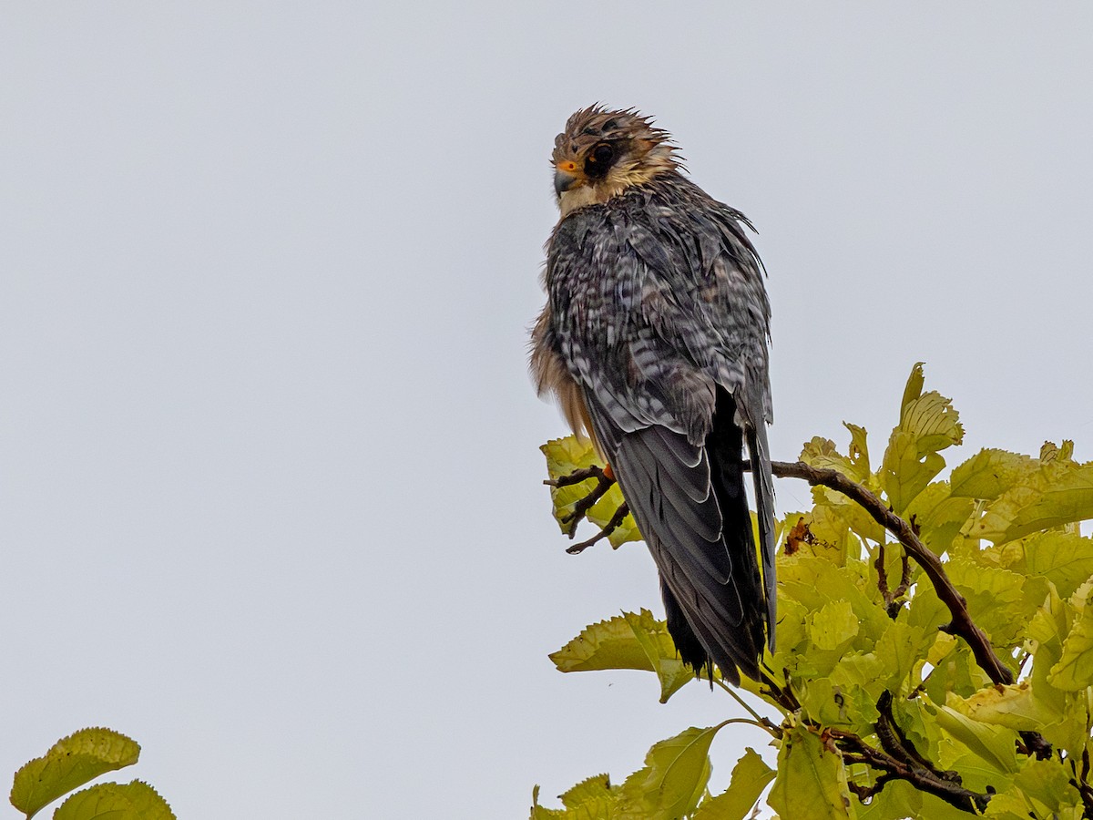 Red-footed Falcon - ML641913179