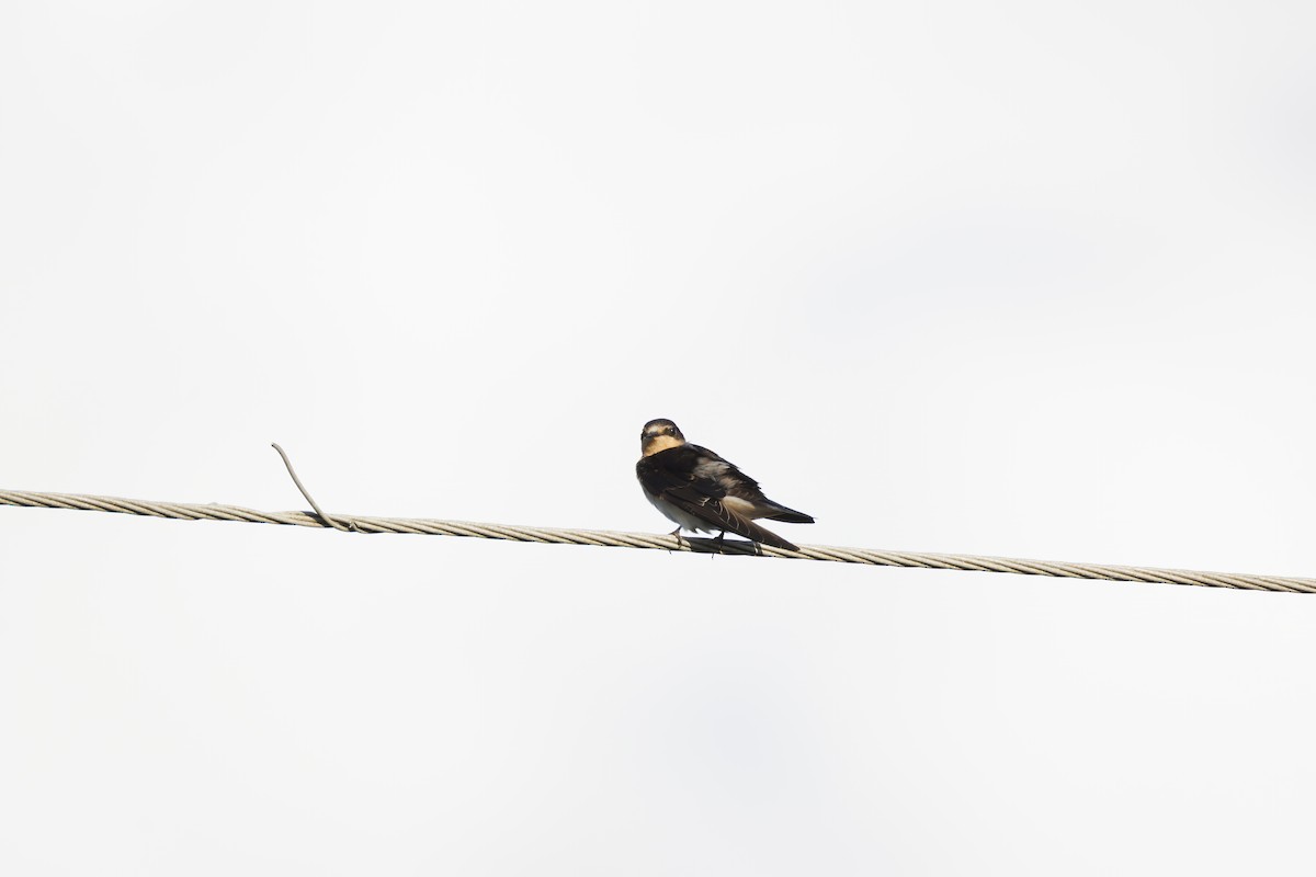 Barn Swallow - ML641913196