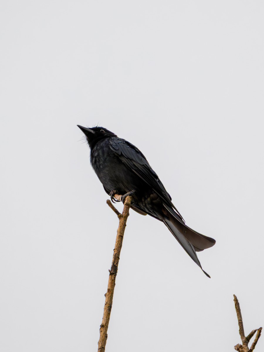 Black Drongo - ML641913203