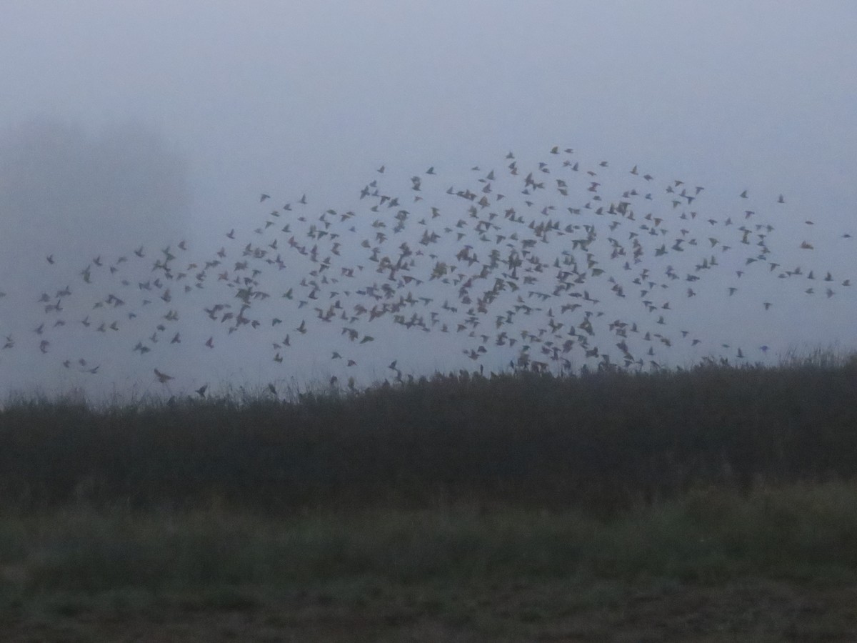 European Starling - ML641913205