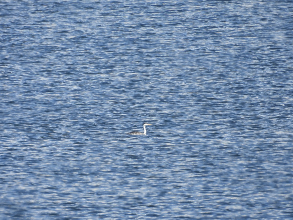Clark's Grebe - ML641913206