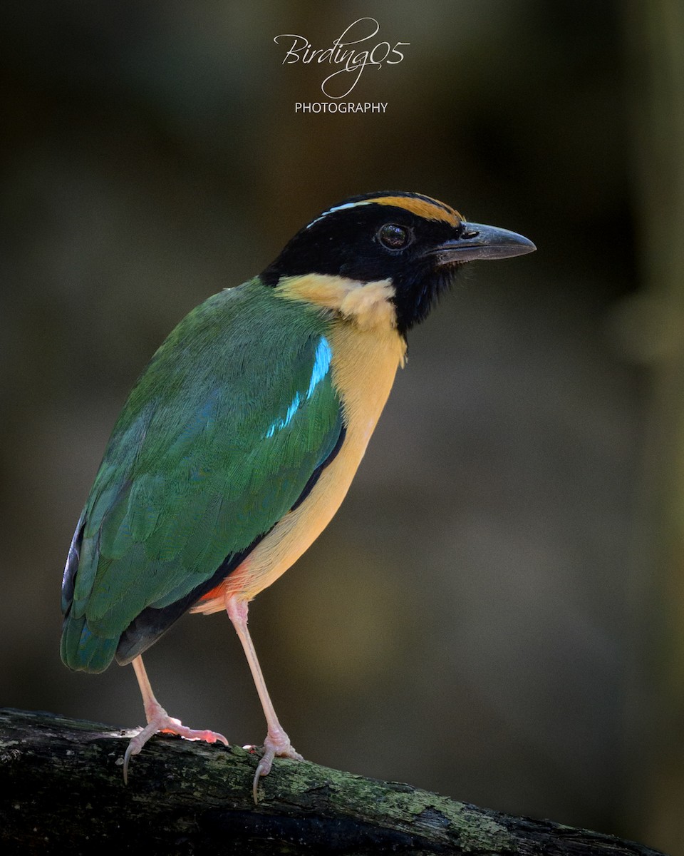 Ornate Pitta - ML641913215