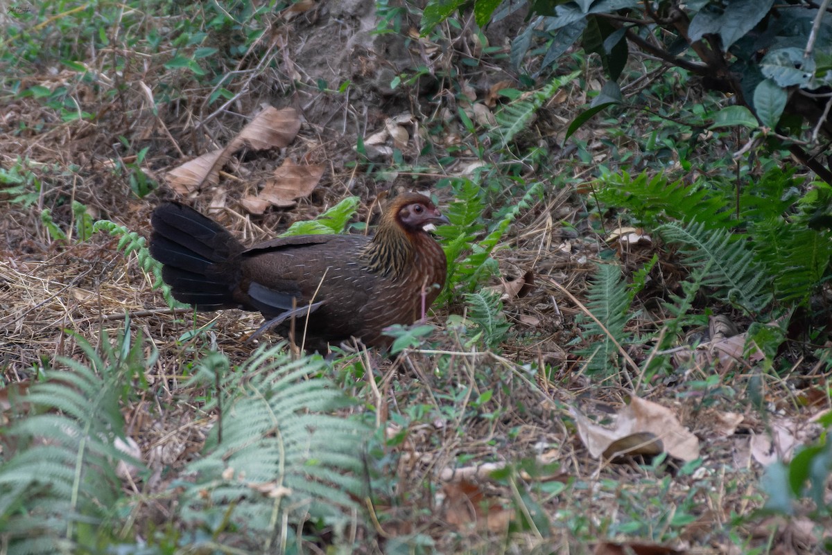 Red Junglefowl - ML641913238