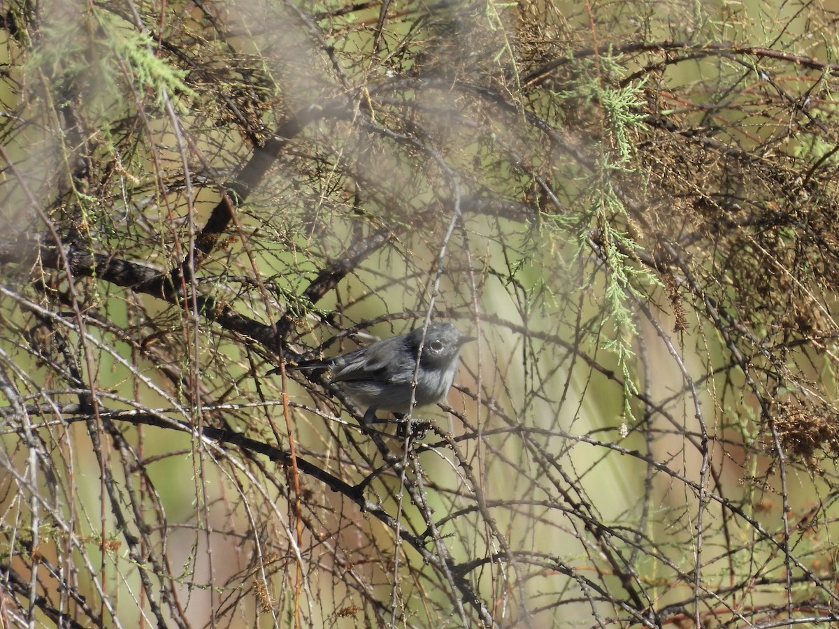 California Gnatcatcher - ML641913241