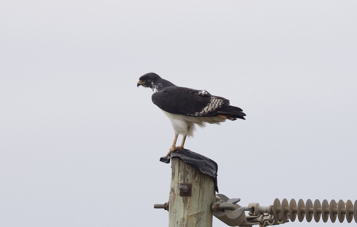 Augur Buzzard (Augur) - ML641913242