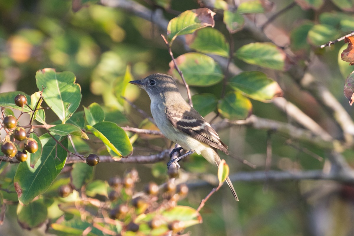 tyranovec malinký - ML641913256