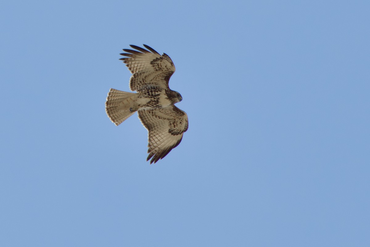 Red-tailed Hawk - ML641913268