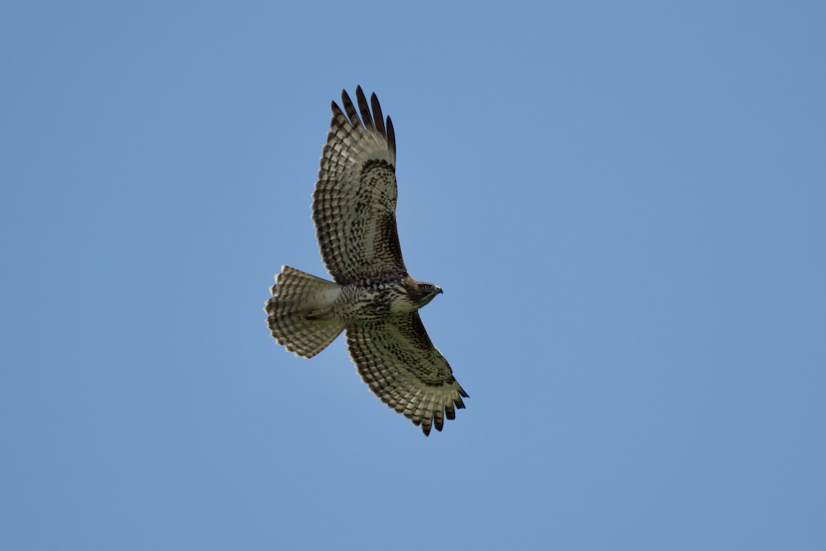 Red-tailed Hawk - ML641913270
