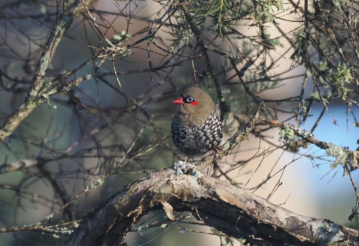 Red-eared Firetail - ML641913275
