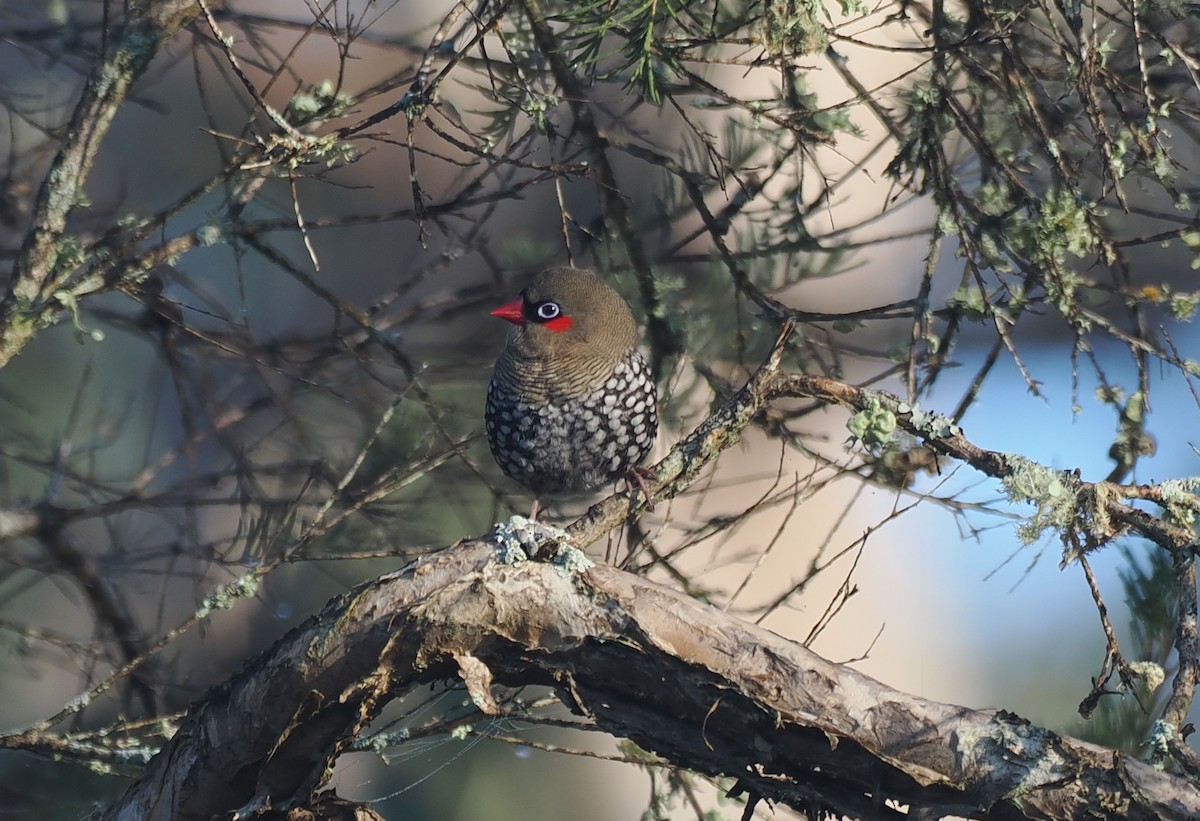 Red-eared Firetail - ML641913276