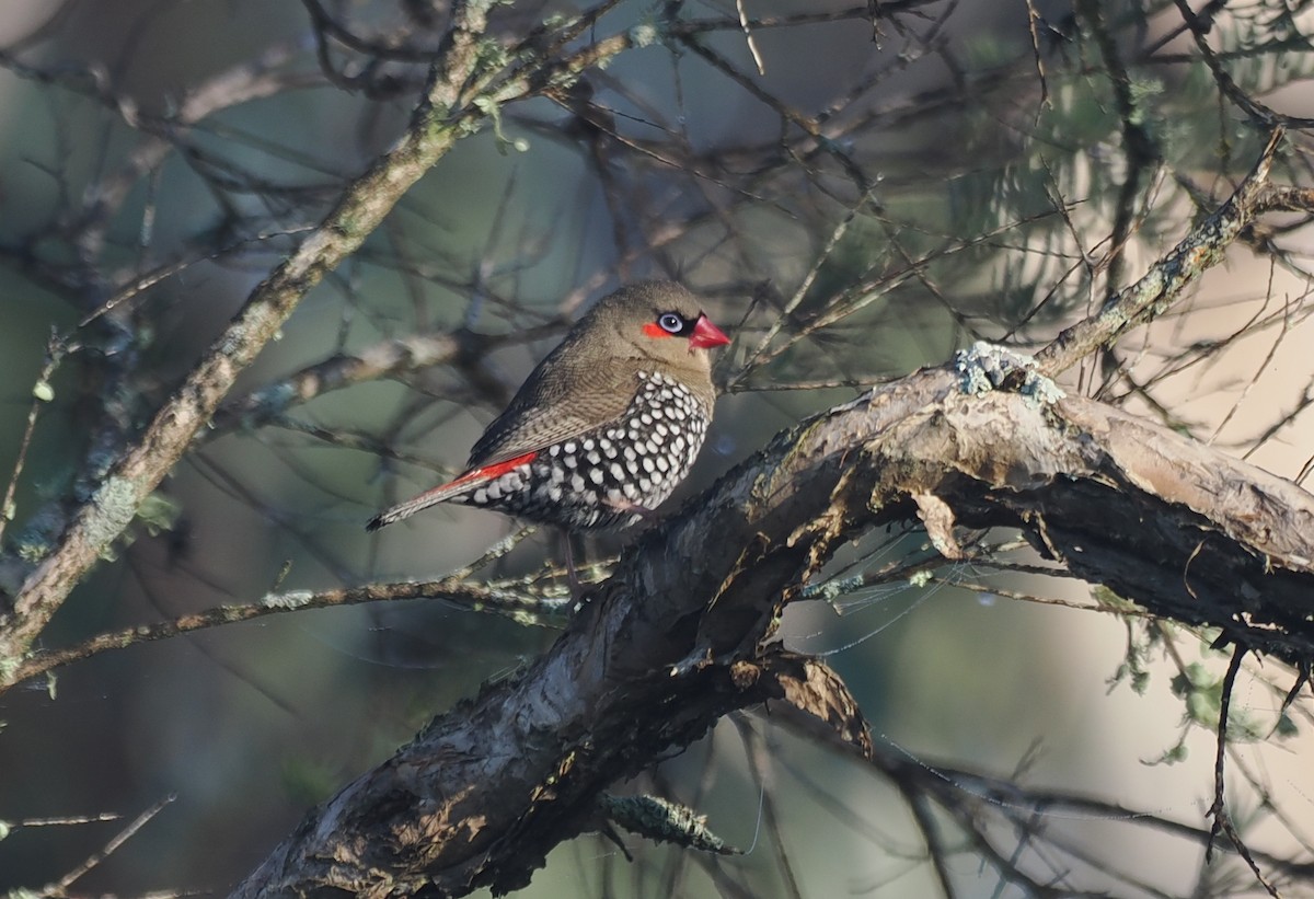 Red-eared Firetail - ML641913277