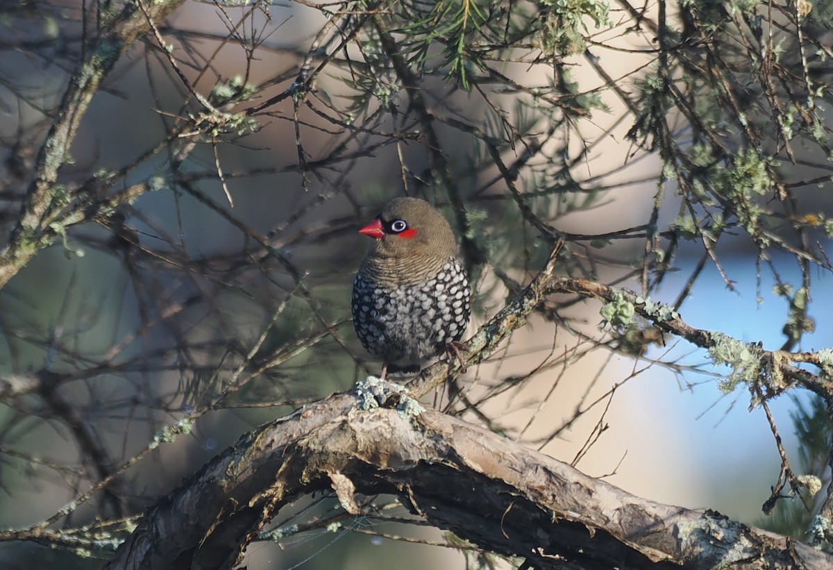 Red-eared Firetail - ML641913278