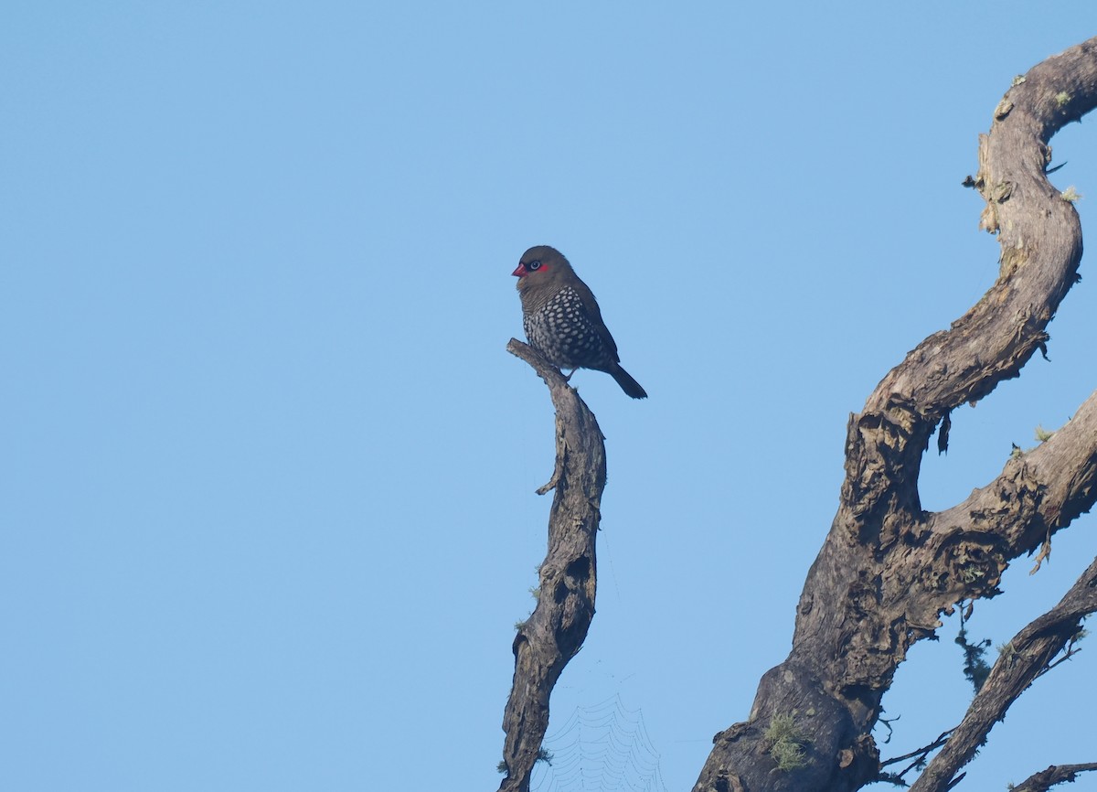 Red-eared Firetail - ML641913279