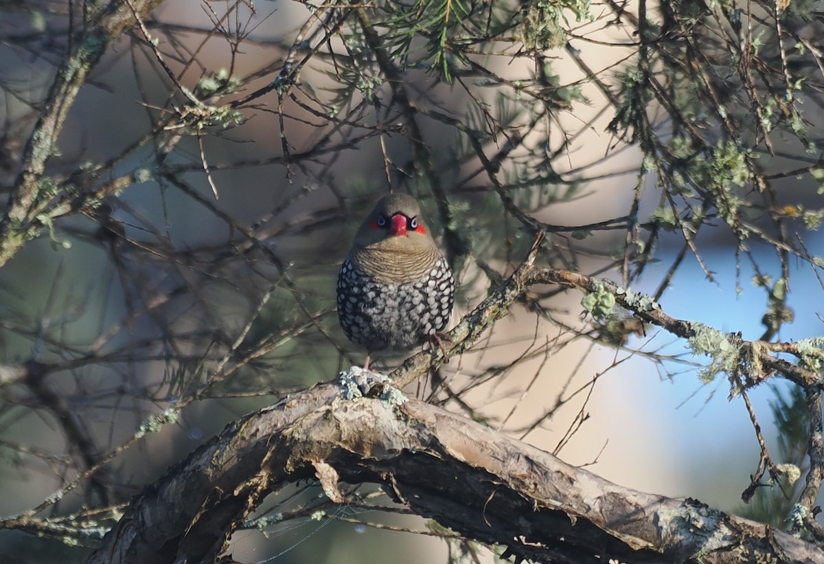 Red-eared Firetail - ML641913280