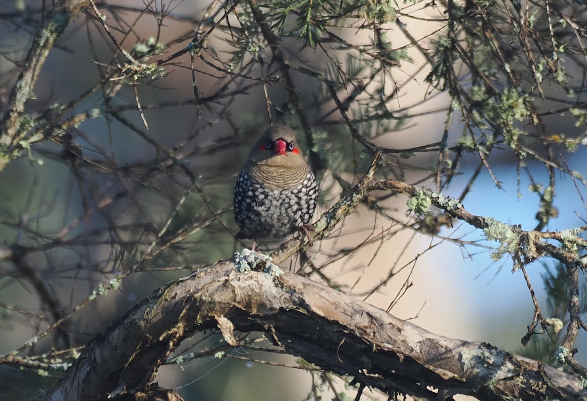 Red-eared Firetail - ML641913281