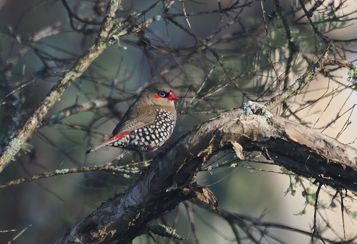 Red-eared Firetail - ML641913282
