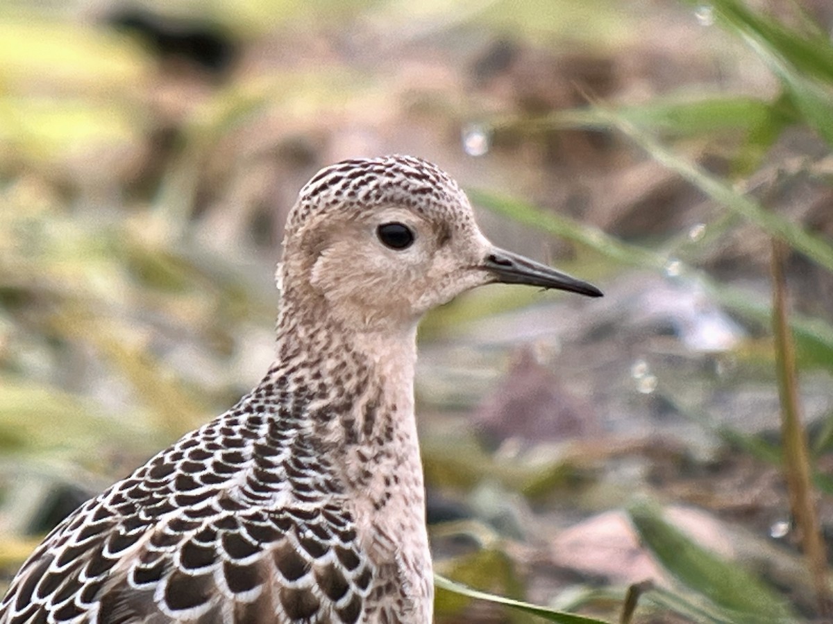 Buff-breasted Sandpiper - ML641913286