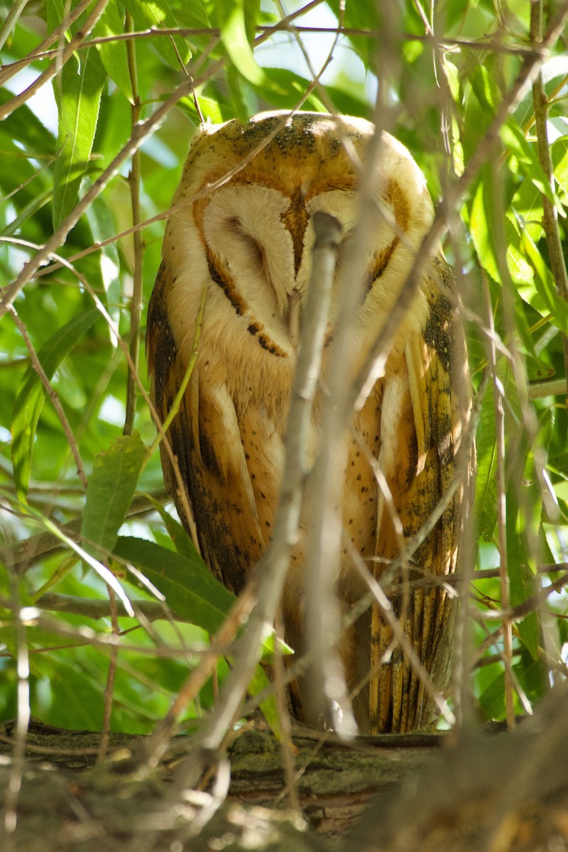 American Barn Owl - ML641913288
